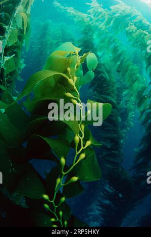 Giant kelp (Macrocystis pyrifera) forest, California, USA. Stock Photo