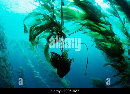 Giant kelp (Macrocystis pyrifera) holdfast floating through forest.  California, USA. Stock Photo