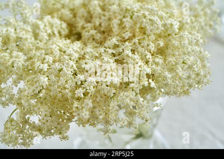 Closeup of fresh black elderberry flowers harvested in spring in a vase Stock Photo