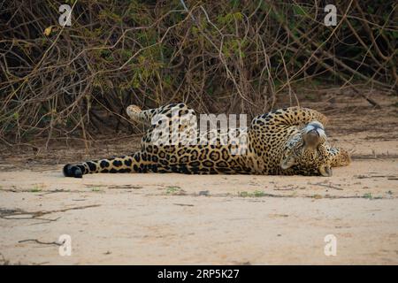 An adult jaguar resting on a beach in the Cuiaba River, Brazil. Stock Photo