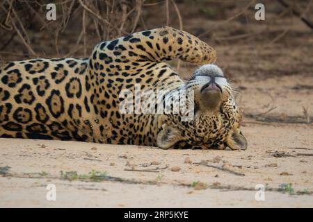 An adult Jaguar resting in a beach in the Cuiaba River. Stock Photo