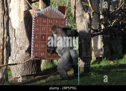 (181220) -- LONDON, Dec. 20, 2018 -- A gorilla enjoys the treats in a giant advent calendar during an Animal Adventures this Christmas photocall at Zoological Society of London (ZSL) London Zoo, in London, Britain, on Dec. 20, 2018. Zookeepers of the ZSL London Zoo prepared some seasonal surprises for the Zoo s residents to enjoy on Thursday. ) BRITAIN-LONDON-ZSL LONDON ZOO-CHRISTMAS TREAT IsabelxInfantes PUBLICATIONxNOTxINxCHN Stock Photo