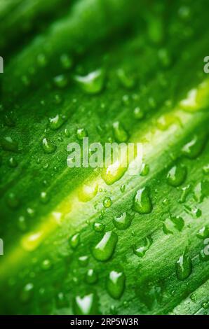 Abstract of drops of rain on the leaves of a green plant Stock Photo