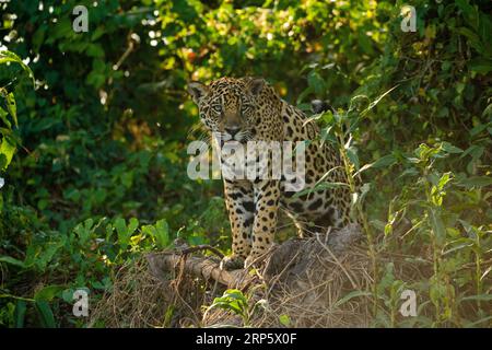 Adult Jaguar (  Panthera onca ). Stock Photo