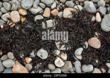 Some dark brown seaweed exposed laying amongst some light grey stones on a beach in Wales at low tide. Stock Photo