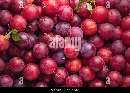 Lots of red sweet cherry plums (Prunus cerasifera). Homegrown organic fruit. Stock Photo