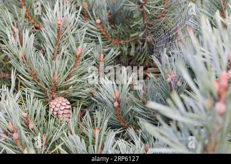 Pinecone on tree with spider web Stock Photo