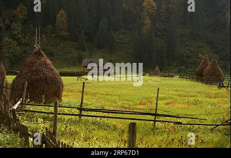 Pasture with traditional haystacks in Neamt County, Romania, approx. 2000 Stock Photo