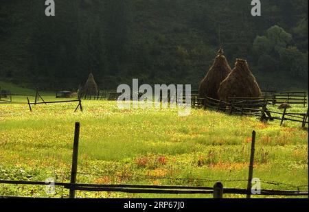 Pasture with traditional haystacks in Neamt County, Romania, approx. 2000 Stock Photo