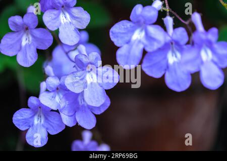 False african violet or Streptocarpus saxorum with bright blue flowers on dark green background, generally referred to simply as Streptocarpus or Stre Stock Photo