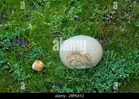 Giant puffball mushroom (Calvatia gigantea) growing in the Warwan Valley, Kashmir, India Stock Photo
