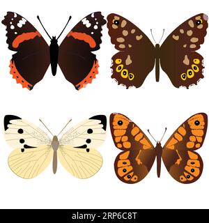 Amiral butterfly; Speckled Wood butterfly ; White butterfly; Wall brown butterfly ; vector illustration Stock Vector