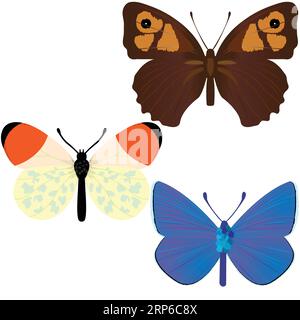 Collection of three common butterflies; Maniola Jurtina; Anthocharis Cardamines; Polyommatus icarus; vector illustration Stock Vector