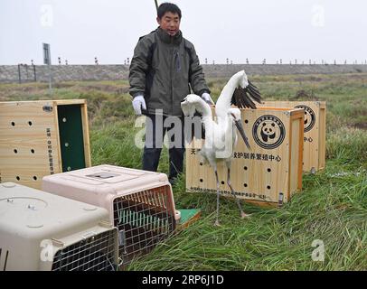 (190114) -- NANCHANG, Jan. 14, 2019 -- Staff members release an oriental white stork into the wild at the Poyang Lake national natural reserve in east China s Jiangxi Province, Jan. 14, 2019. Sixteen rare migrant birds, including one oriental white stork, two whooper swans and three mandarin ducks, were released into the wild in Jiangxi on Monday. ) CHINA-JIANGXI-MIGRANT BIRDS-RELEASE (CN) WanxXiang PUBLICATIONxNOTxINxCHN Stock Photo