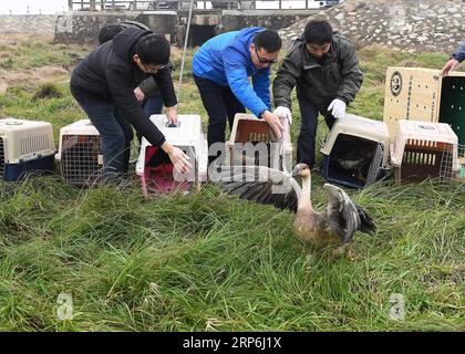 (190114) -- NANCHANG, Jan. 14, 2019 -- Staff members release migrant birds into the wild at the Poyang Lake national natural reserve in east China s Jiangxi Province, Jan. 14, 2019. Sixteen rare migrant birds, including one oriental white stork, two whooper swans and three mandarin ducks, were released into the wild in Jiangxi on Monday. ) CHINA-JIANGXI-MIGRANT BIRDS-RELEASE (CN) WanxXiang PUBLICATIONxNOTxINxCHN Stock Photo