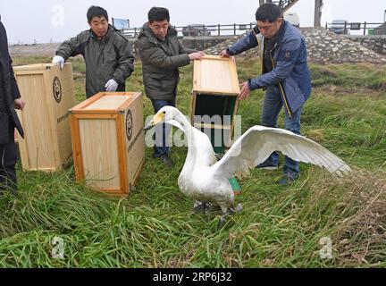 (190114) -- NANCHANG, Jan. 14, 2019 -- Staff members release a whooper swan into the wild at the Poyang Lake national natural reserve in east China s Jiangxi Province, Jan. 14, 2019. Sixteen rare migrant birds, including one oriental white stork, two whooper swans and three mandarin ducks, were released into the wild in Jiangxi on Monday. ) CHINA-JIANGXI-MIGRANT BIRDS-RELEASE (CN) WanxXiang PUBLICATIONxNOTxINxCHN Stock Photo