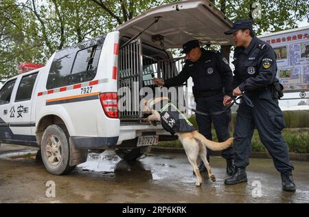 (190116) -- WUHAN, Jan. 16, 2019 (Xinhua) -- Police dog Pi Te is led onto a vehicle to head for the Hankou Railway Station in Wuhan, capital of central China s Hubei Province, Jan. 15, 2019. Pi Te , a Labrador for searching for explosive devices, was born in March 2018. It has been trained for 10 months and will cooperate with German shepherd Heng Heng for railway safety during the upcoming Spring Festival travel rush. (Xinhua/Cheng Min) CHINA-HUBEI-WUHAN-POLICE DOG-TRAINING (CN) PUBLICATIONxNOTxINxCHN Stock Photo