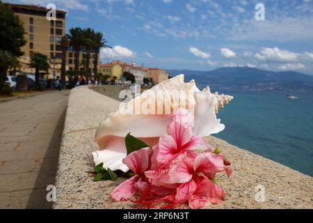 Big seashell with hibiscus flower and cityscape of seaside resort in the background. Stock Photo