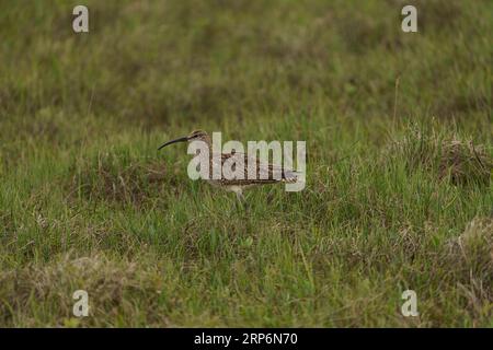 Numenius phaeopus Family Scolopacidae Genus Numenius Eurasian whimbrel Common whimbrel White-rumped whimbrel wild nature bird photography, picture, wa Stock Photo