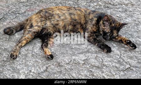 A cat sleeping on a stone pavement. The cat is a tortoiseshell with black, brown, and orange fur. The cat is lying, its paws stretched out. The cat's Stock Photo