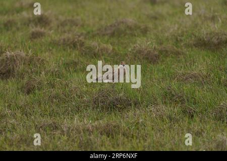 Numenius phaeopus Family Scolopacidae Genus Numenius Eurasian whimbrel Common whimbrel White-rumped whimbrel wild nature bird photography, picture, wa Stock Photo