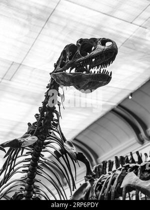 Scary dinosaur skeleton cast of a Allosaurus fragilis on display in The Gallery of Paleontology and Comparative Anatomy Stock Photo