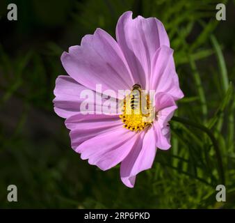 Hoverfly Syrphus Ribesii on Pink Cosmos Daisy Stock Photo
