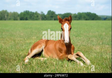 Beautiful foal is lying in the green grass. Pasture on a sunny summer day. Outdoor in summer. A thoroughbred sports horse Stock Photo