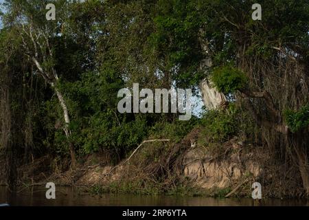 Adult Jaguar resting in the a tributary of the Cuiaba River, Brazil. Stock Photo