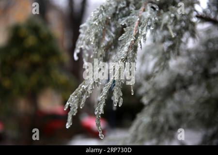 (190126) -- BUCHAREST, Jan. 26, 2019 -- Trees are covered with a glaze of ice in Bucharest, Romania, Jan. 25, 2019. Bucharest and many other towns in Romania were hit by freezing rain Friday, which caused great inconvenience to people s travel. ) ROMANIA-WEATHER-FREEZING RAIN GabrielxPetrescu PUBLICATIONxNOTxINxCHN Stock Photo