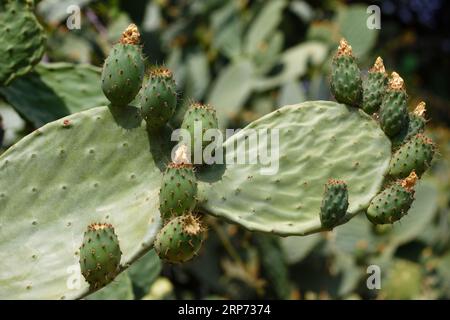 cactus on the ridge trail in Ajaccio in southern Corsica, France. Stock Photo