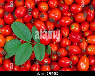 Harvested rose hips in a close-up Stock Photo