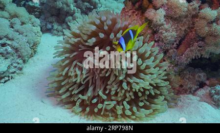 Red Sea Clownfish (Amphiprion bicinctus) or Threebanded Anemonefish swimming next to Bubble Anemone (Parasicyonis actinostoloides) Red sea, Egypt Stock Photo