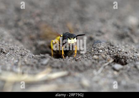 European beewolf (Philanthus triangulum), at the entrance of the breeding burrow, digging, Bottrop, Ruhr area, North Rhine-Westphalia, Germany Stock Photo