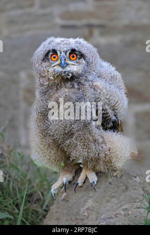 Eurasian eagle-owl (Bubo bubo) juvenile, Germany Stock Photo