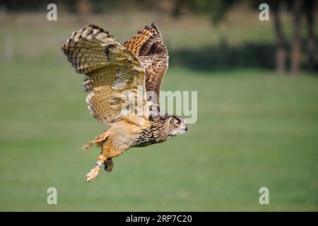 Eurasian eagle-owl (Bubo bubo), in flight, Germany Stock Photo