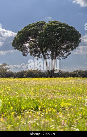 Majestic stone pine (Pinus pinea), in a meadow of flowers with mountains in the background and a cloudy sky Stock Photo
