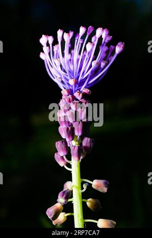 Close-up of a nazarene hyacinth or (Leopoldia comosa) isolated on black background Stock Photo