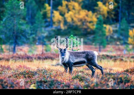 Reindeer on a bog in the forest with autumn colors looking towards the camera, Sweden Stock Photo