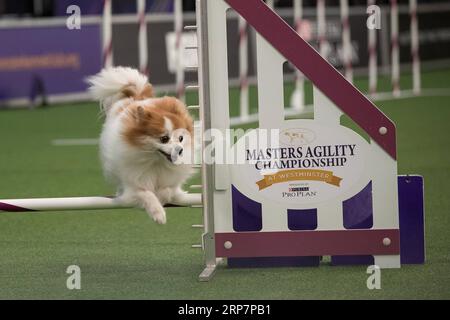 Westminster 2019 hot sale agility