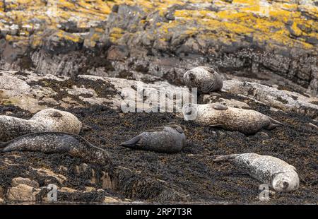 Six harbour seals basking lying on the seaweed on rocks that are covered in yellow/orange lichen Stock Photo