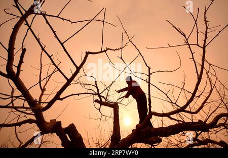 (190213) -- BEIJING, Feb. 13, 2019 (Xinhua) -- A farmer trims a fruit tree in Yiyuan County of Zibo City, east China s Shandong Province, Feb. 12, 2019. (Xinhua/Zhao Dongshan) XINHUA PHOTOS OF THE DAY PUBLICATIONxNOTxINxCHN Stock Photo