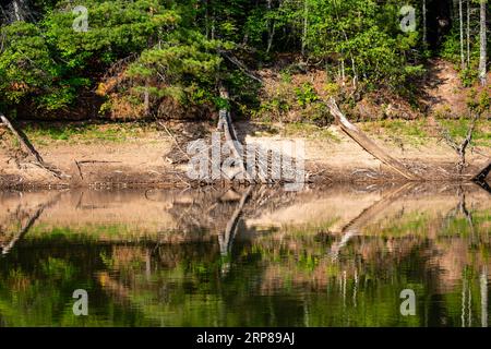 Beaver house on Rainbow Flowage in northern Wisconsin completely exposed due to low water, horizontal Stock Photo