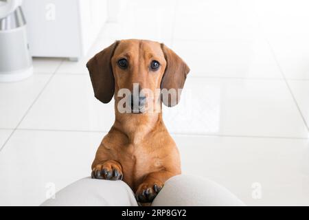 Dachshund Miniature Doxie Wiener dog looking up at owner inside their home with paws on lap Stock Photo