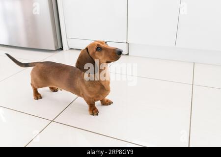 Dachshund Miniature Doxie Wiener dog looking up at owner inside their home waiting to be fed Stock Photo