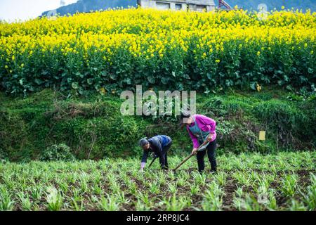 (190308) -- BEIJING, March 8, 2019 (Xinhua) -- Farmers work in the field at Mugang Township of Liuzhi special region of Liupanshui City, southwest China s Guizhou Province, March 1, 2019. (Xinhua/Tao Liang) XINHUA PHOTOS OF THE DAY PUBLICATIONxNOTxINxCHN Stock Photo