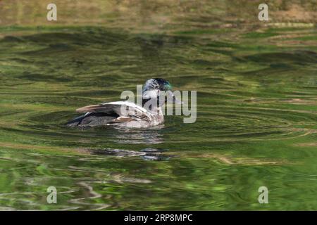 Immature Bufflehead Male Duck in Alaska Stock Photo