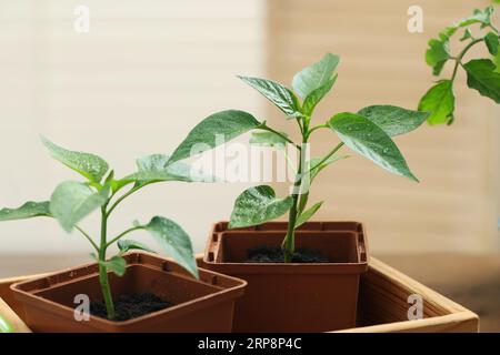 Seedlings growing in plastic containers with soil on blurred background, closeup Stock Photo