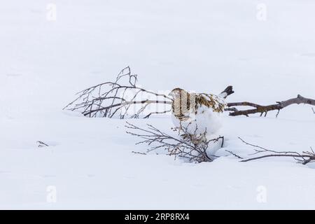 Female Willow Ptarmigan Camouflage on the ground Stock Photo