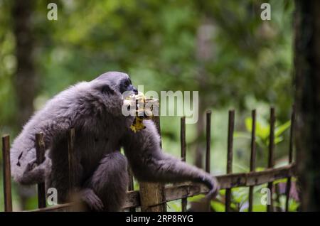 (190314) -- WEST JAVA, March 14, 2019 -- A Javan silvery gibbon ( Hylobates Moloch ) bites some bananas after released on wild at Gunung Tilu wild conservation in West Java, Indonesia. March 14, 2019. Two of Javan silvery gibbons were released to wild to re-enforce the population of this primates. ) INDONESIA-WEST JAVA-JAVAN SILVERY GIBBON-RELEASED Septianjar PUBLICATIONxNOTxINxCHN Stock Photo